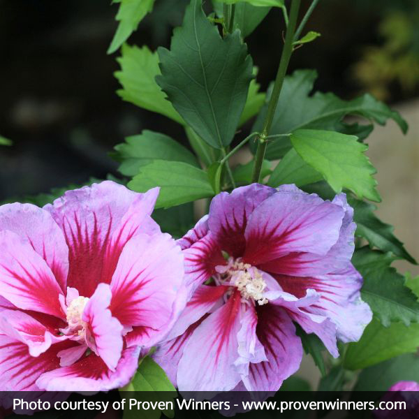 Shop the Stunning Purple Pillar Rose of Sharon (Hibiscus syriacus