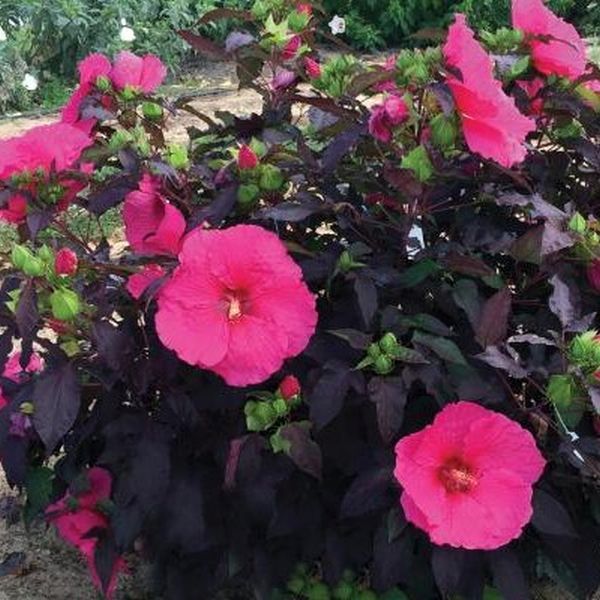 Head Over Heels Passion Hibiscus image