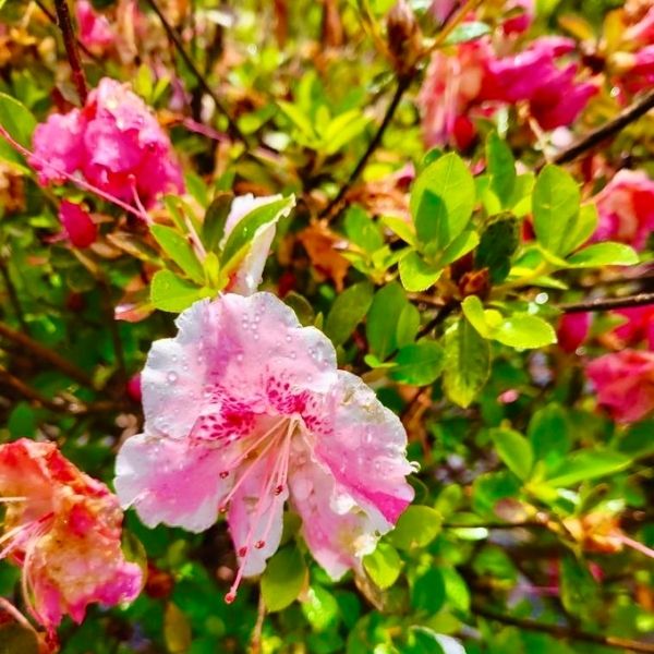 Conversation Piece Azalea image