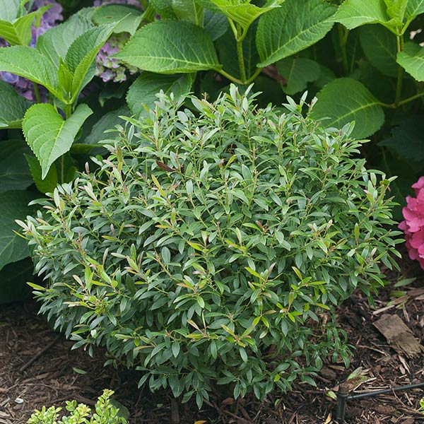 Gem Box Inkberry Holly image