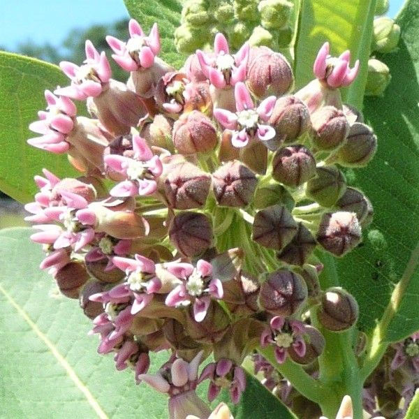 Common Milkweed image
