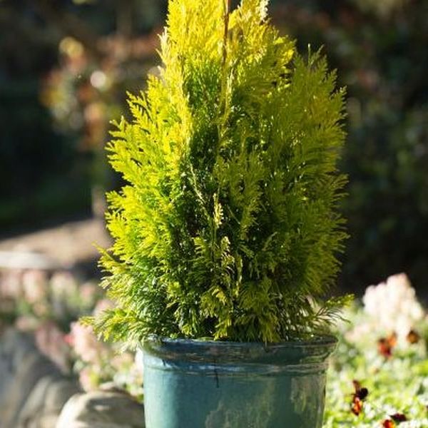 Forever Goldy Arborvitae image