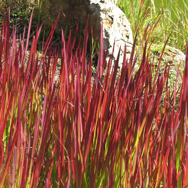 Red Baron Japanese Blood Grass image