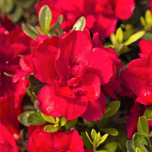 Autumn Bonfire Encore Azalea image
