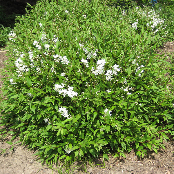Slender Deutzia image