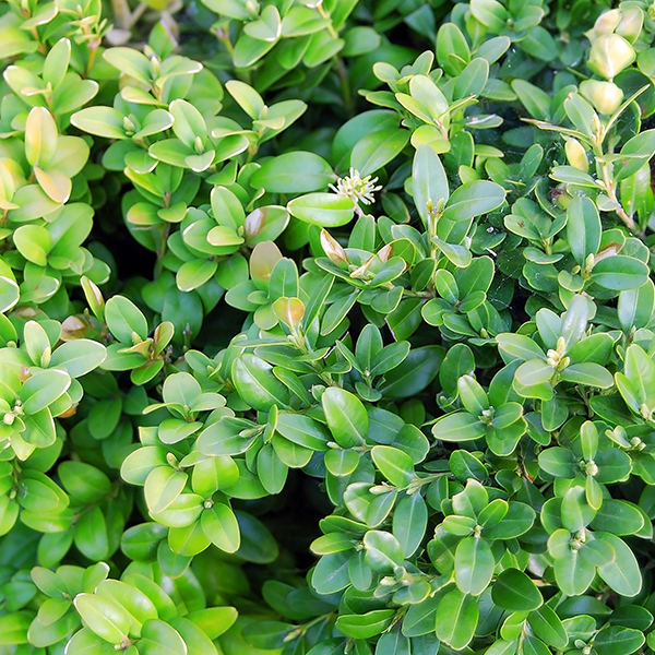 Calgary Boxwood image