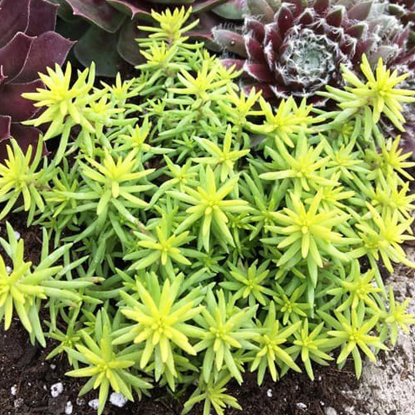 Sedum SUNSPARKLER Angelina's teacup image