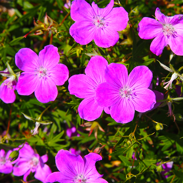Max Frei Bloody Cranesbill image