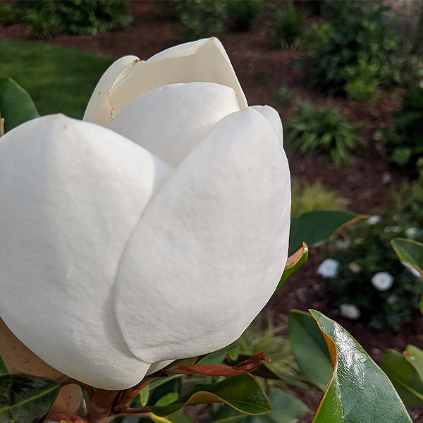 Kay Parris Magnolia Tree image