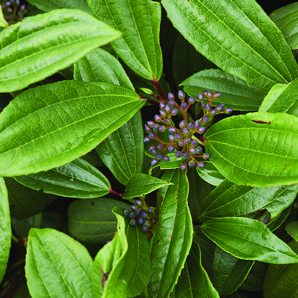 David Viburnum image