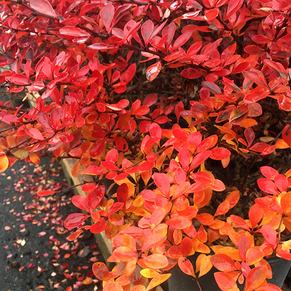 Red Leaf Barberry image
