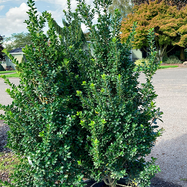 Holly 'Steeds' image