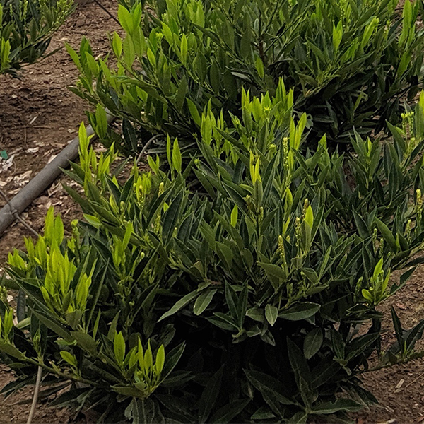 Otto Luyken Cherry Laurel Bush image