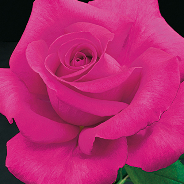 All My Loving Rose image