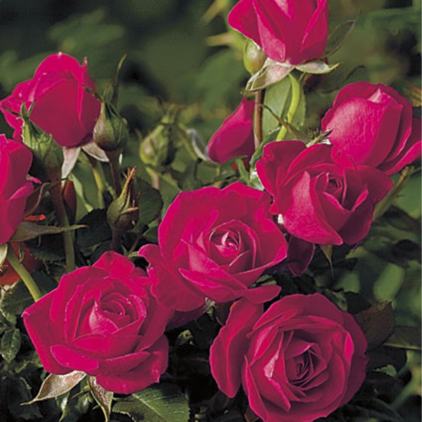 Be My Baby Miniature Rose image