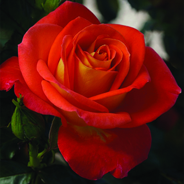 Burst of Joy Floribunda Rose image