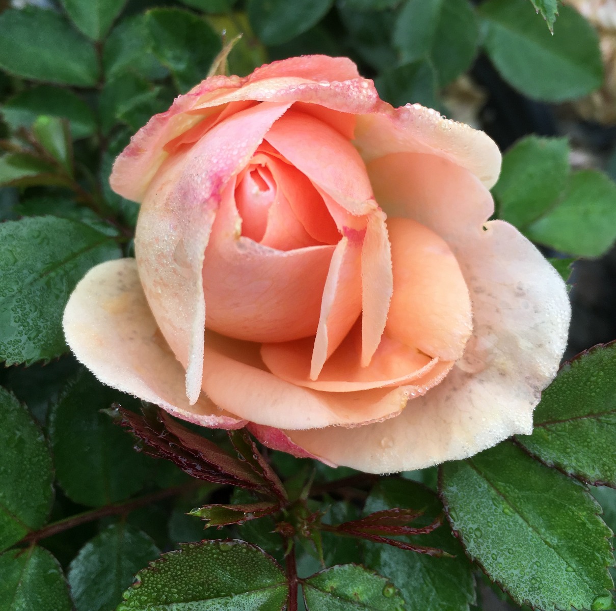 Cream Veranda Rose image
