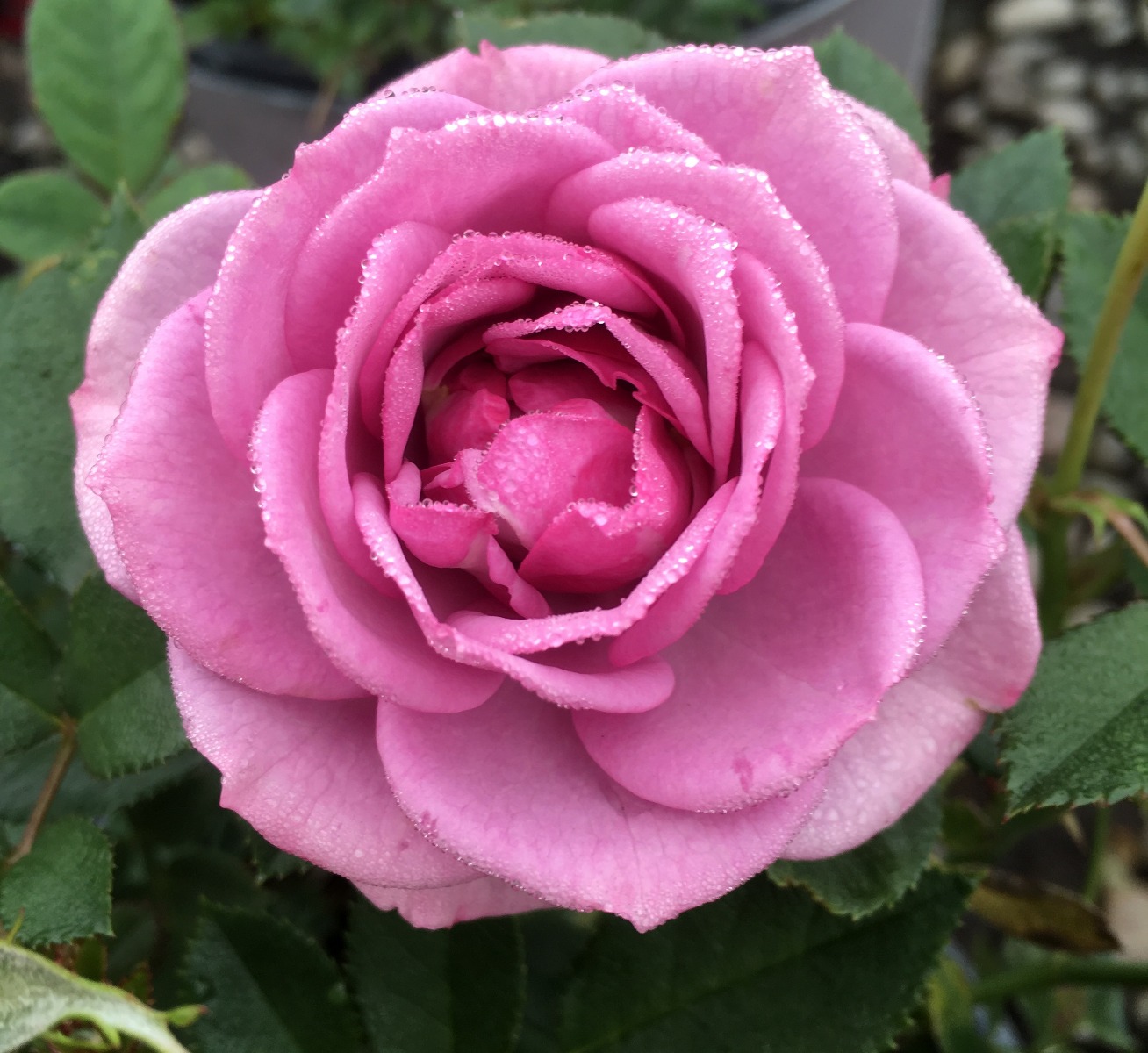 Lavender Veranda Rose image