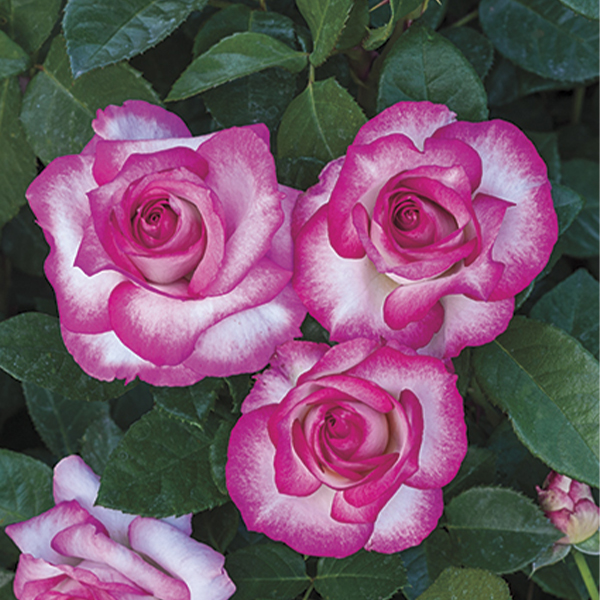 Miss Congeniality Rose image