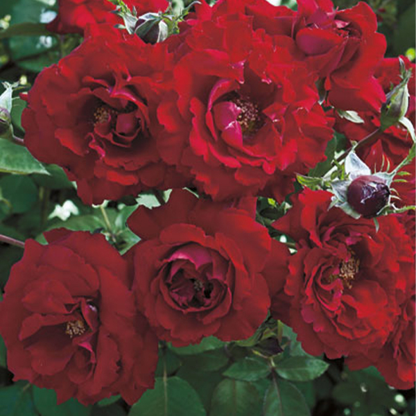 Oh My! Rose image