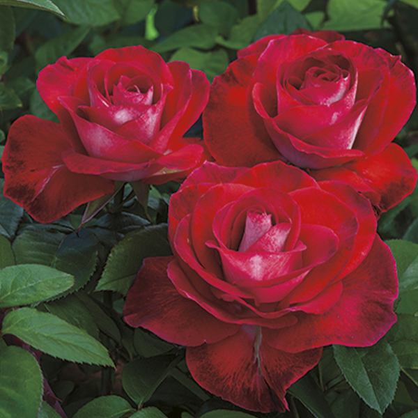 Smokin' Hot Rose image