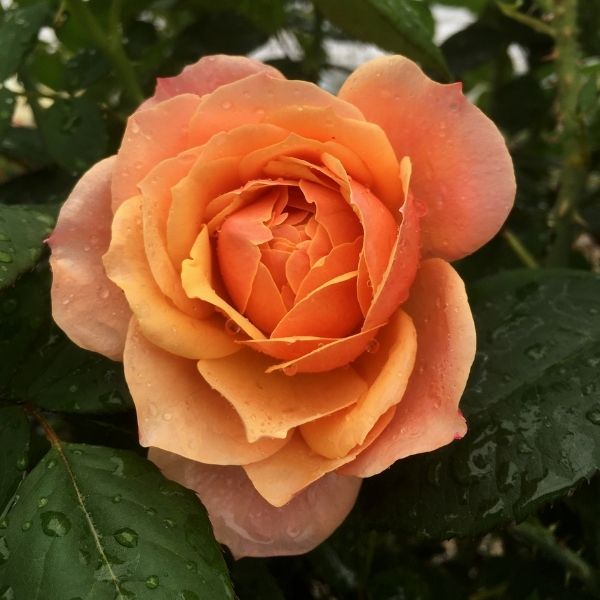 State of Grace Rose image