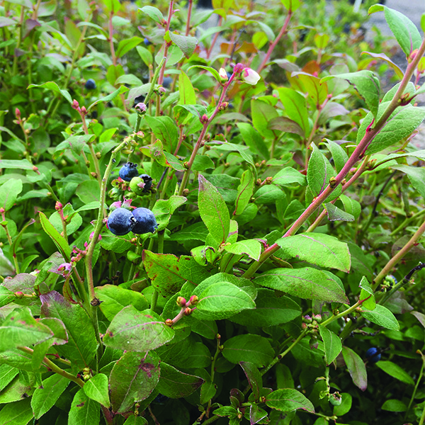 Brunswick Blueberry image