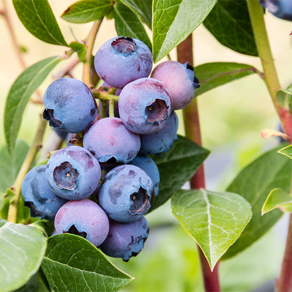 Bluegold Blueberry image
