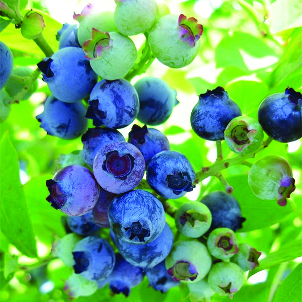 Jubilee Blueberry Bush image