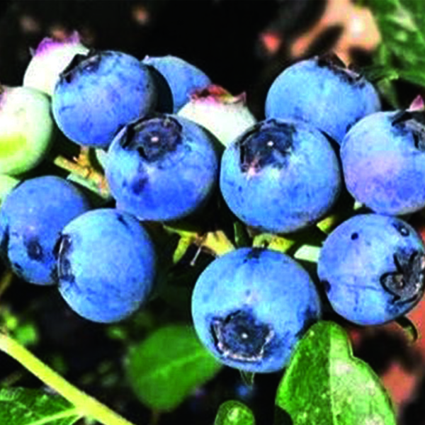 O'Neal Blueberry image