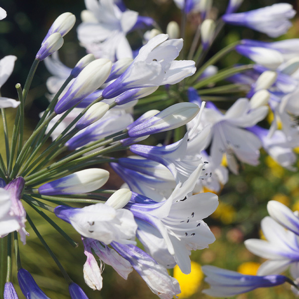 Indigo Frost Agapanthus image