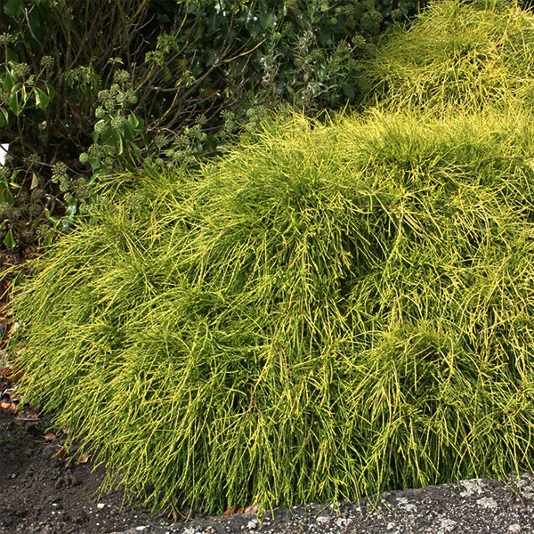 Sungold False Cypress image