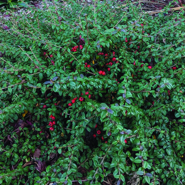 Emerald Beauty Cotoneaster image