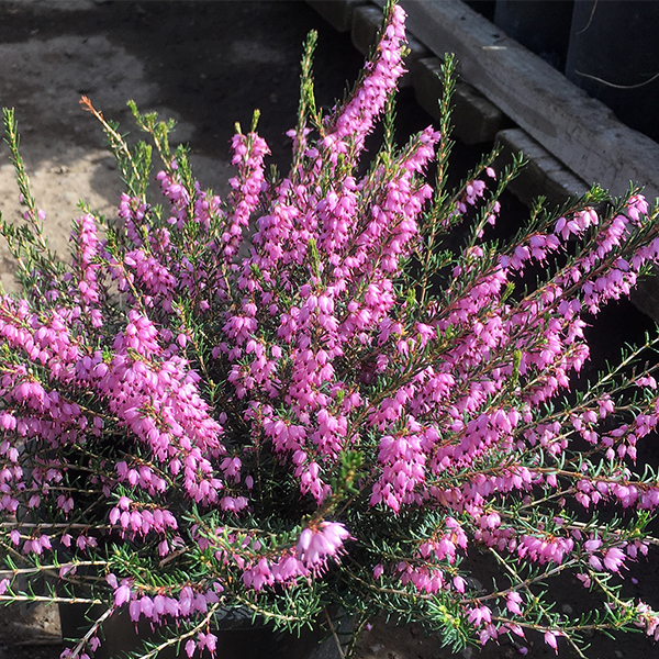 Mediterranean Pink Winter Heath image