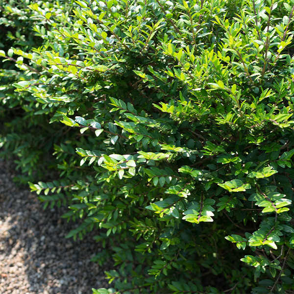 Privet Honeysuckle image
