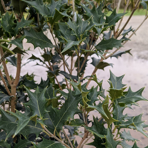 Gulf Tide Osmanthus image