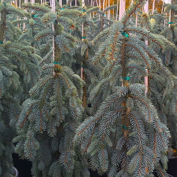 Slenderina Weeping Blue Spruce image