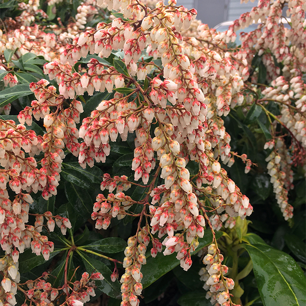 Dorothy Wycoff Pieris image