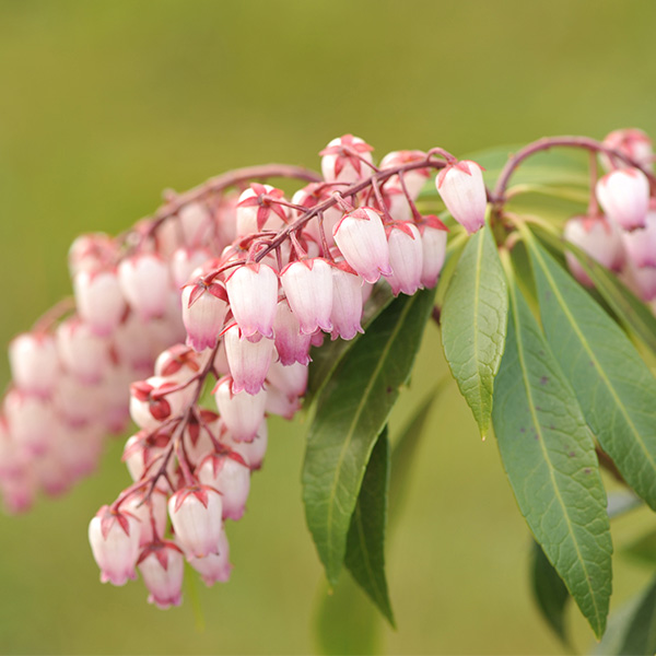 Katsura Pieris image