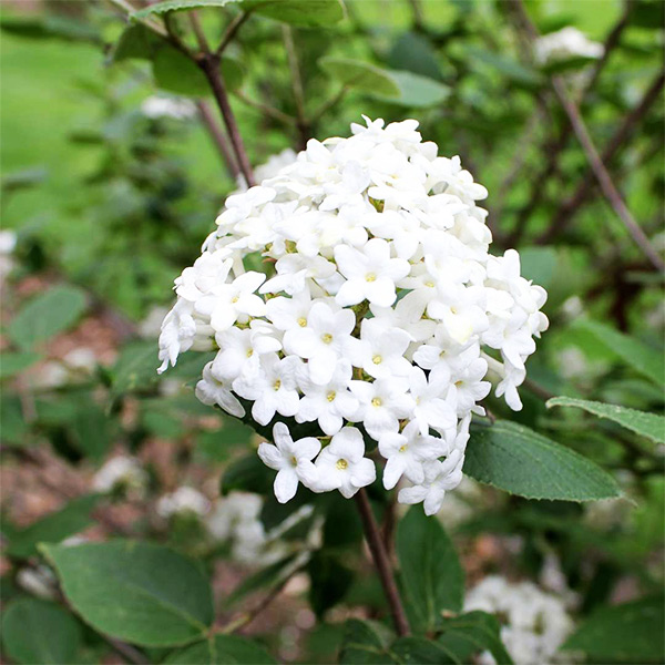 Burkwood Viburnum image