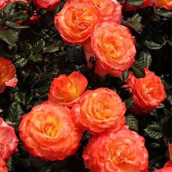 Chihuly Rose Tree image