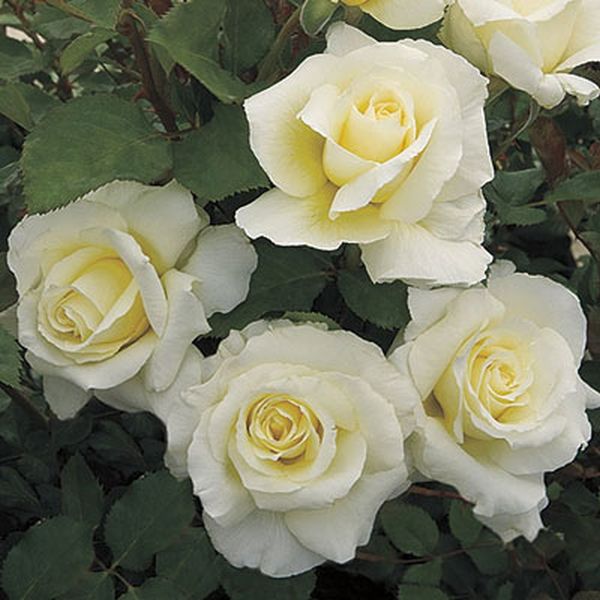 White Licorice Rose Tree image