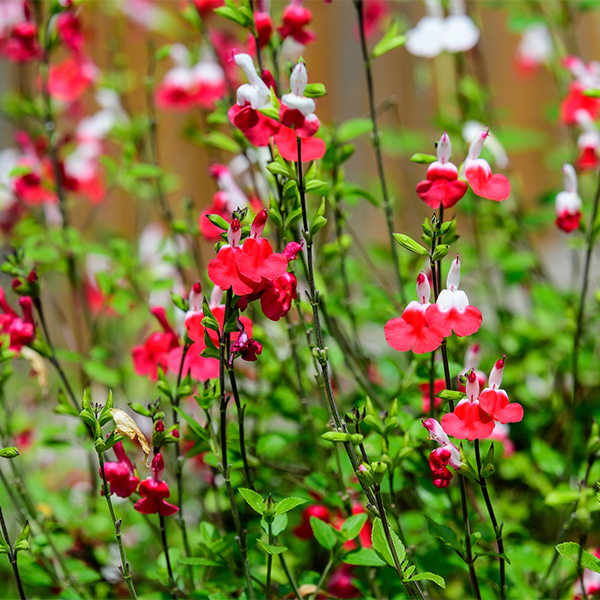 Hot Lips Salvia image