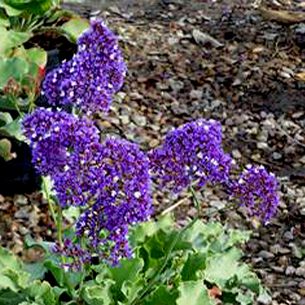 Sea Lavender image