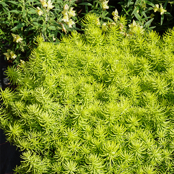 Prima Angelina Sedum image