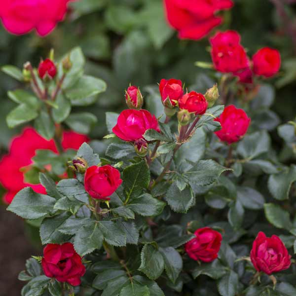 Petite Knock Out Rose Tree Form image
