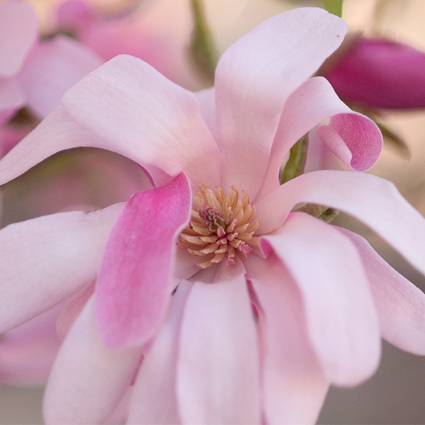 Leonard Messel Magnolia image