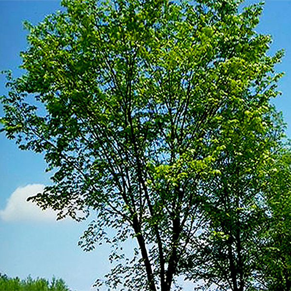 Valley Forge American Elm image