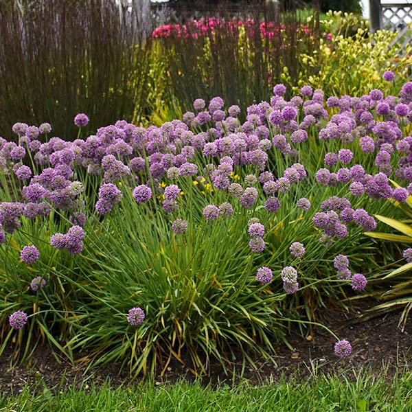 Medusa Allium image