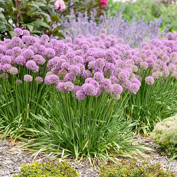 Serendipity Allium image